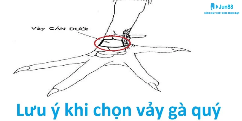 Một số điểm cần biết khi sư kê chọn gà chiến