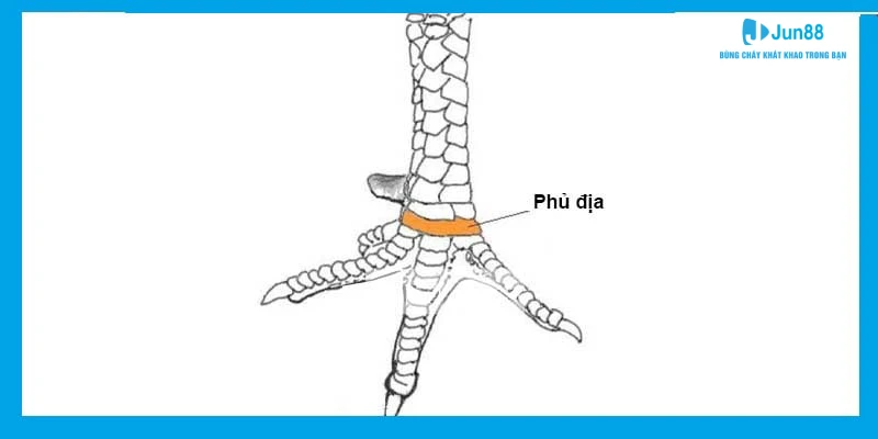 vảy phủ địa Thể hiện sức mạnh và lợi thế của chiến kê